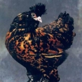 Pavlovska pasmina pilića: proizvodnja jaja, karakteristike